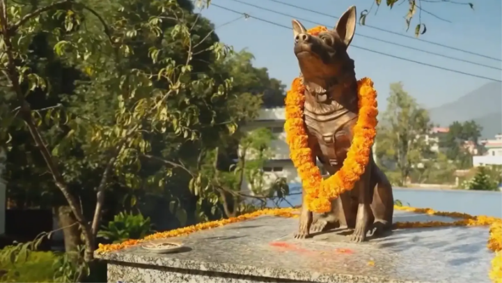Nepal tôn vinh loài chó trong lễ hội Kukur Tihar